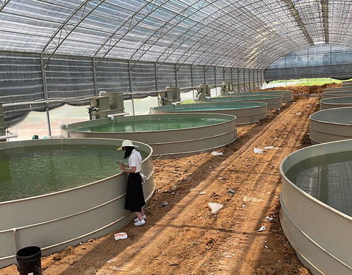 水产养殖工厂化循环水,山区流水养殖鲟鱼技术如何