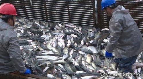 10万公斤鲜鱼,每天从这里 游 向全国