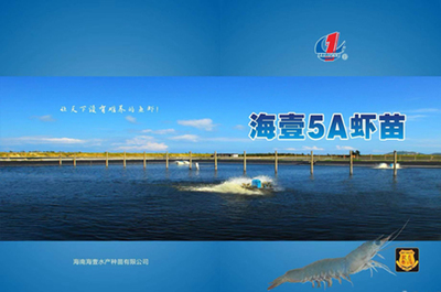 水产虾苗培育|海壹5A种苗选择净信生物样品均质器做虾苗培育