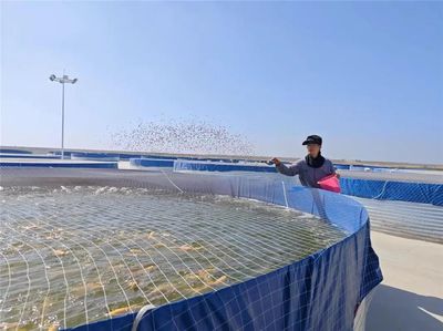 九原区特色种植养殖点亮乡村振兴新画卷