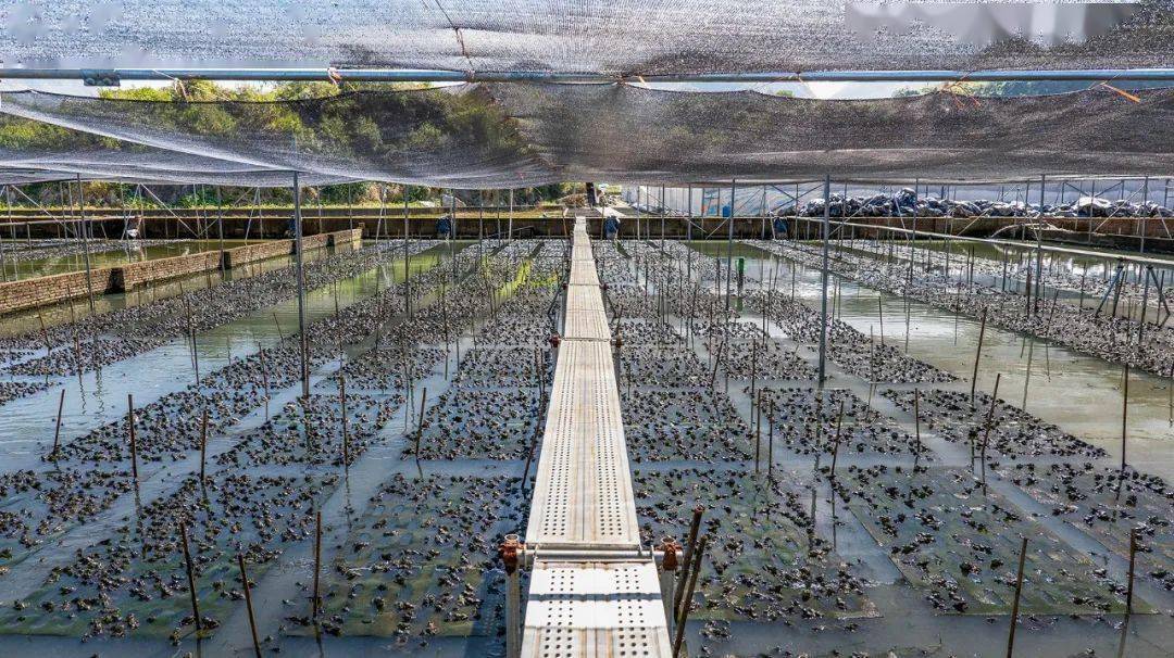 国家种业阵型企业丨中洋集团助力河鲀、蛙类“破难题”