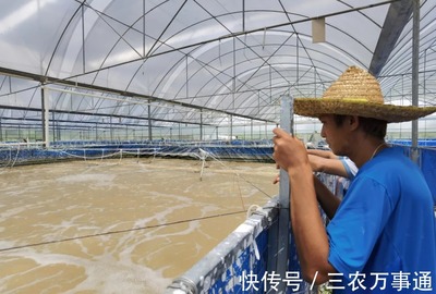 三名80后投资帆布工厂化养虾,不换水、零排放,亩产3300斤