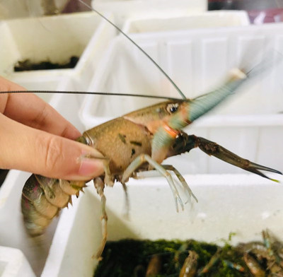 澳龙水产研发与品牌孵化中心在重庆揭牌