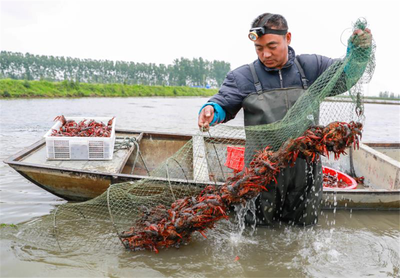 【新时代 新作为 新篇章】 “一二三产”深度融合 小龙虾“变身”全面小康大产业