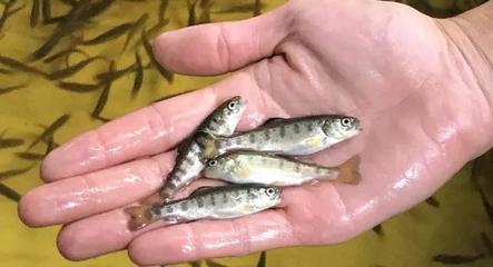 英国科研单位成功开发虹鳟RTFS疫苗