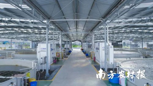 产量提升15倍 中集渔业一水产养殖案例获评 美丽乡村绿色发展先锋行动 优秀案例