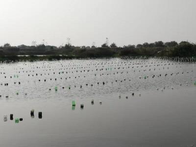 农民日报:以行业发展为己任 --记上海海洋大学淡水珍珠蚌种质资源创新研发团队