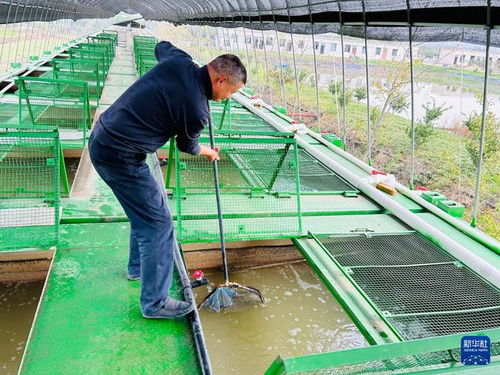 集装箱养鱼 工厂化种菜 武汉都市农业 新花样