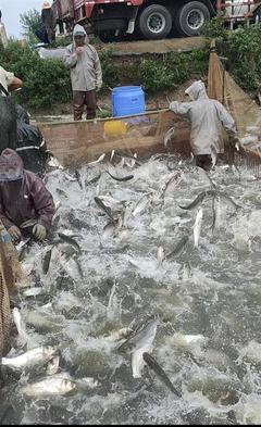 水产品普获丰收 农业专家:江城淡水鱼价将继续走低