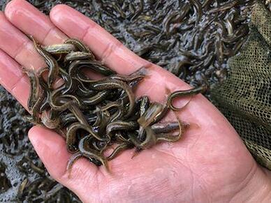 泥鳅养殖怎么做?泥鳅养殖技术哪里可以学?