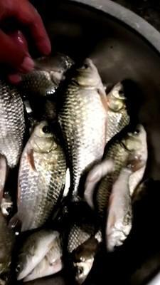 水产养殖的种植型养殖 畜牧型养殖 水产型养殖三大技术模式