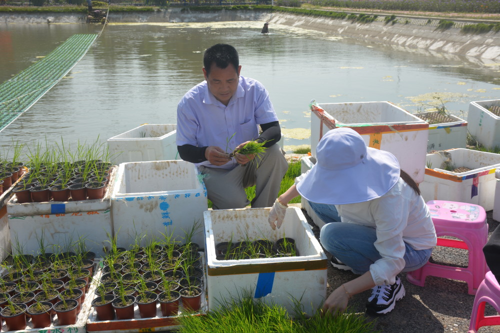 鱼塘种稻,藏粮于“水”,稻渔综合种养技术“轻骑兵”在行动