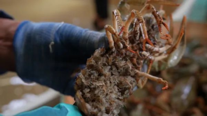 吉木乃县窄螯螯虾人工孵化取得重大突破 助力特色水产养殖业发展