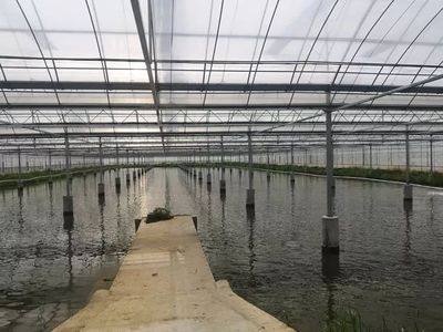 这个“85后”退役军人在三星镇把小龙虾做成了大生意?你认识他吗?