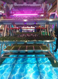 【记者观察】信息技术的发展给传统农业带来了怎样的改变?