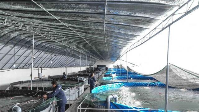 「组图」张掖祁连山下富锶白对虾试养成功 首批4000斤“新鲜”上市