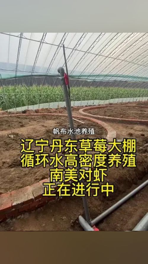 辽宁丹东草莓大棚 循环水高密度养殖 南美对虾 正在进行中 南美白对虾 水产养殖 高密度养殖 水产养殖技术 对虾养殖技术