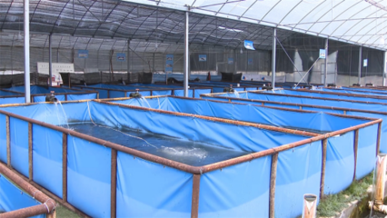 高原冷水鱼“游”出致富新路径