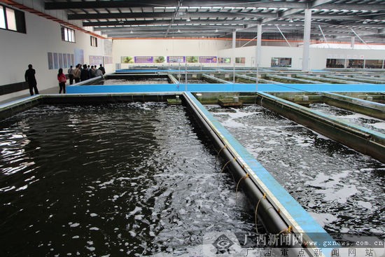 广西水产畜牧分团考察宜兰特色水产畜牧养殖基地-广西新闻网