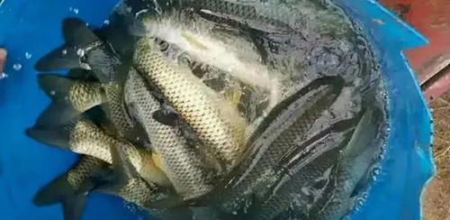 渔有福 冬季水产养殖管理技术