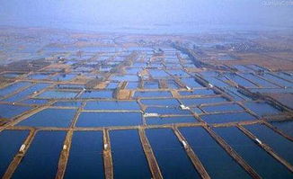 盐碱地渔业 盐碱地 变废为宝 ,盐碱地水产养殖技术宝典