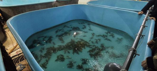 【中国日报网】新征程再奋斗,新疆吉木乃调研学习拓视野