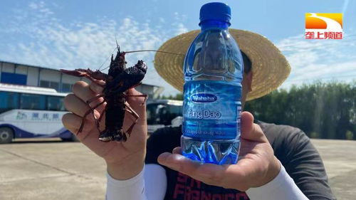 515 科技服务行动助力湖北水产养殖行业高质量发展