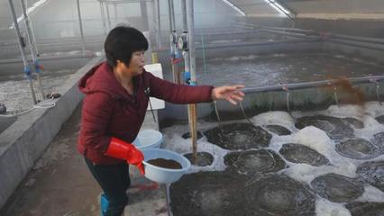 渤海水产自主研发"广泰一号"种虾让对虾养殖有了中国"芯"