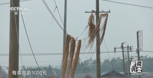 新闻调查丨从受灾到重建 湖南团洲垸复工复产情况如何