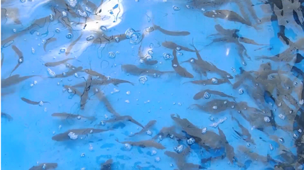 米林市人民政府网