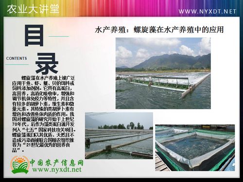 水产养殖 螺旋藻在水产养殖中的应用