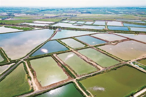 前进农场绘就 水上春耕图