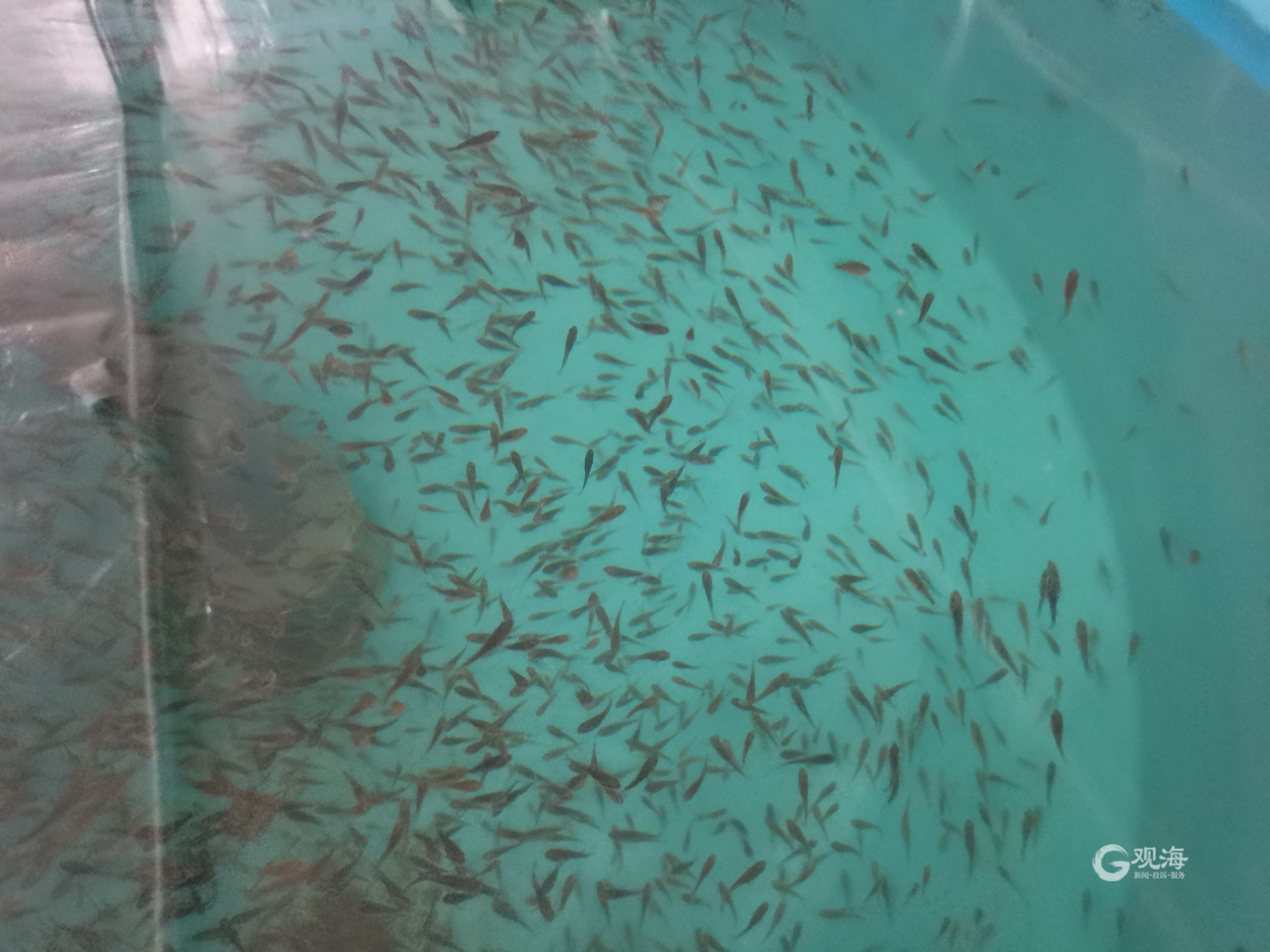 每年将产出鱼苗2000万尾!全人工繁育技术研发成功,青岛墨瑞鳕“游”向全国