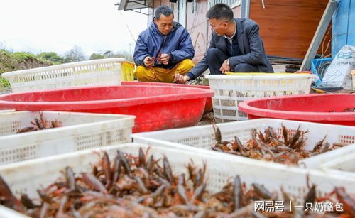 养殖虾靠抗生素撑大 这三个真相越早知道越好