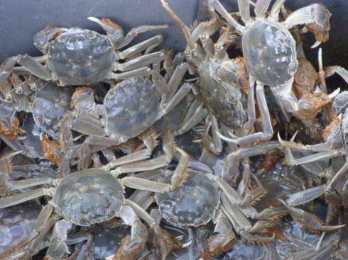 水产养殖 螃蟹养殖管理技术