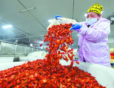 日收购破百吨!巢湖小龙虾出口热起来