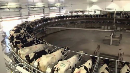 国外现代化养牛工厂,难怪养出来的牛肉这么贵,太先进了