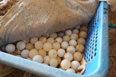 深耕水产养殖30年 闯出龟鳖产业富路子