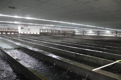 年产鱼苗超1000亿尾占全国10%!还斥资2.61亿打造鱼花产业园!这个小镇为什么这么牛?