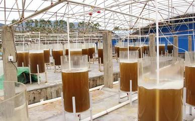 泰利能源--微藻产业前景广阔,盐碱地可种植