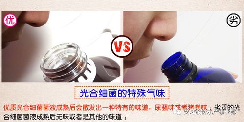 光合细菌在水产养殖上的应用小结