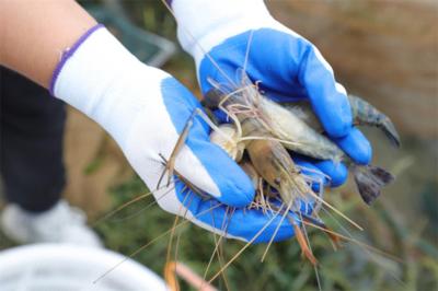 潢川县豫东南正大水产研发基地首批罗氏沼虾上市啦!