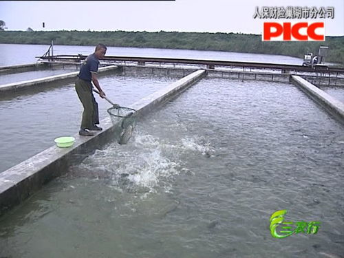 巢湖 水产养殖迎来 丰收季