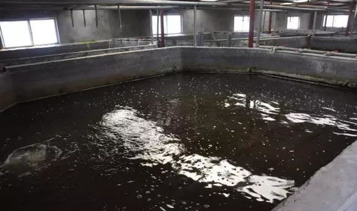 加州鲈工厂化养殖成活率达95 ,他是有什么秘诀吗