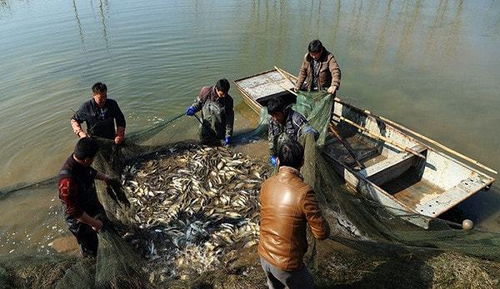 浅谈水产养殖技术的应用