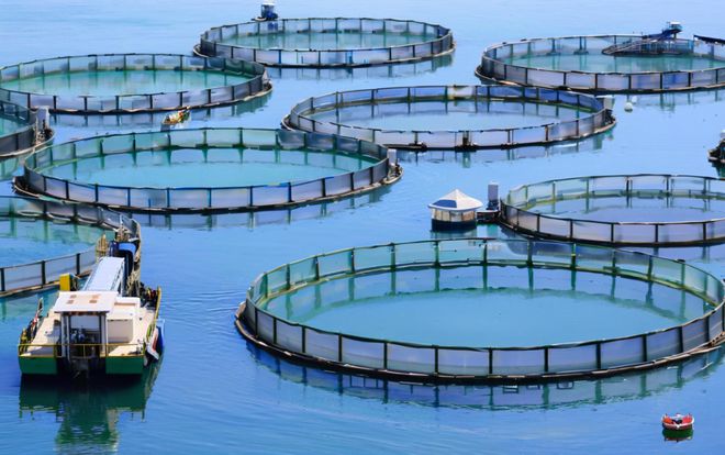 湖北依琪农研:生态甲鱼养殖技术的创新实践与产业升级