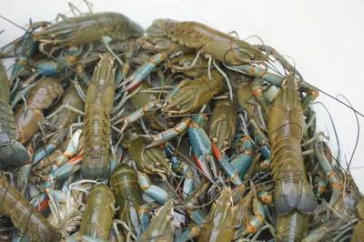 "茭香蟹逅"!练塘本土大闸蟹肥美上市啦!