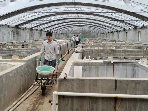 成活率92.6 一对虾工厂化养殖模式,通过验收