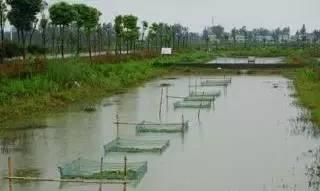 在微寒的冬夜 重遇这道火辣的小龙虾