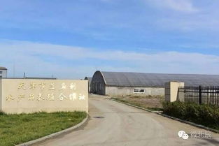 这个冬天,北辰人民菜篮子里怎能只有萝卜白菜